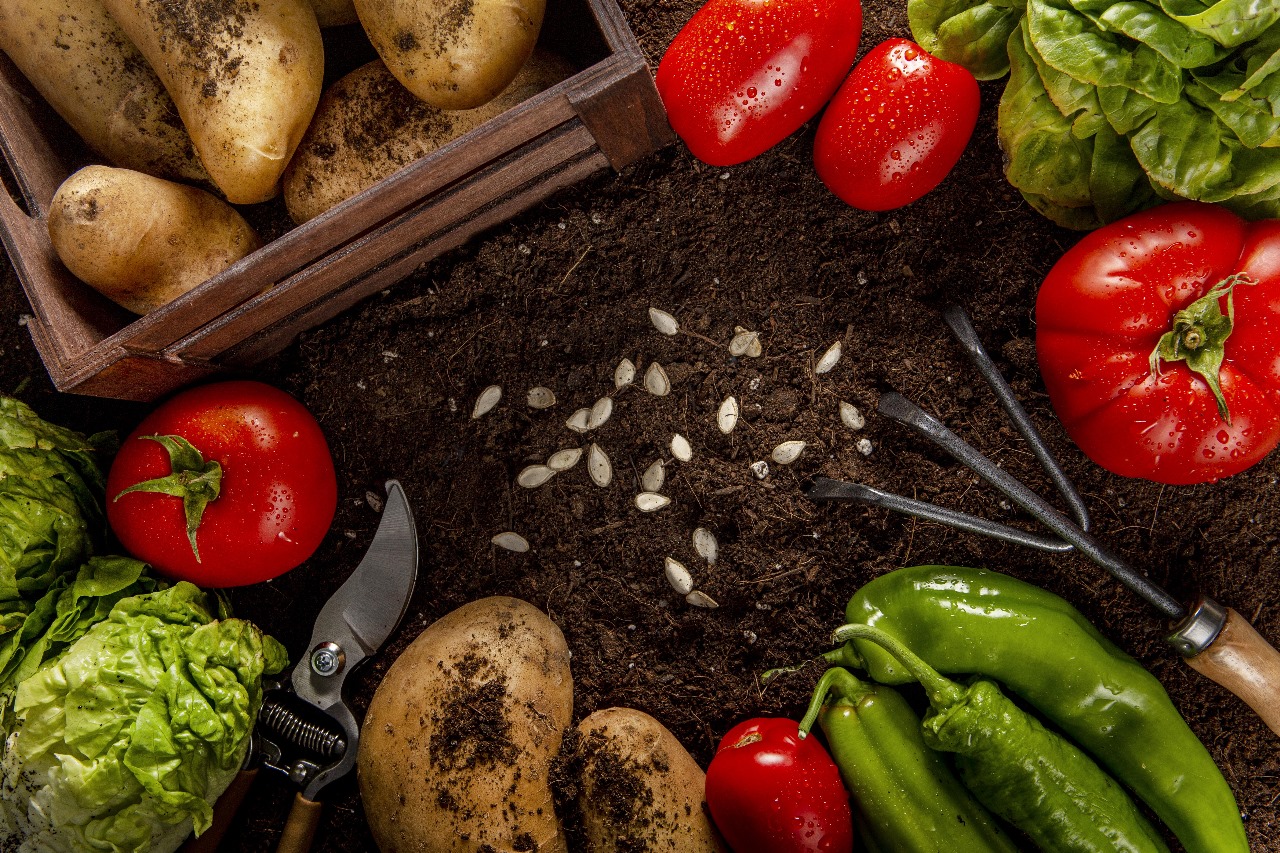 Export of Fresh & Dehydrated Produce